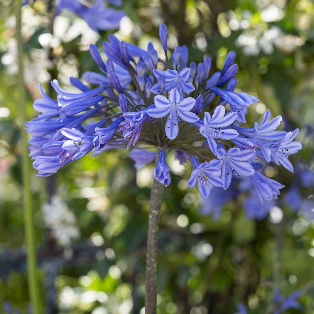 Agapanthus Doctor Brouwer - Agapanthus x africanus Doctor Brouwer - Bakker