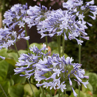 Agapanthus - Agapanthus Doctor Brouwer - Agapanthus x africanus Doctor Brouwer