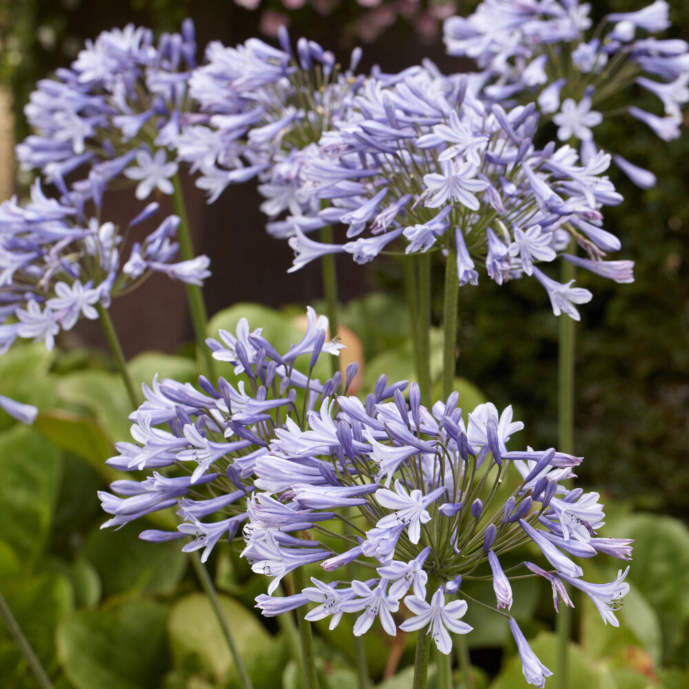 Agapanthus - Agapanthus Doctor Brouwer - Agapanthus x africanus Doctor Brouwer