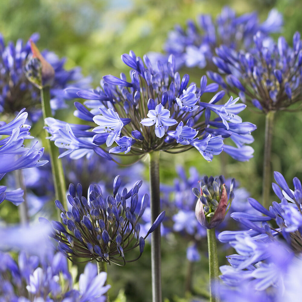 Agapanthus x africanus Doctor Brouwer - Agapanthus Doctor Brouwer - Agapanthus