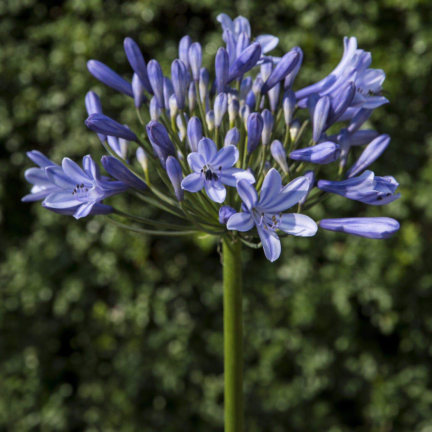 Agapanthus Doctor Brouwer - Bakker