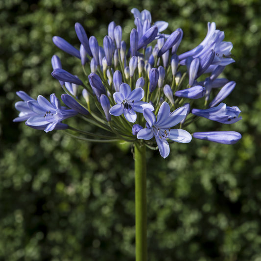 Agapanthus Doctor Brouwer - Bakker