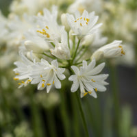 Schmucklilie ‘Double Diamond’ - Bakker