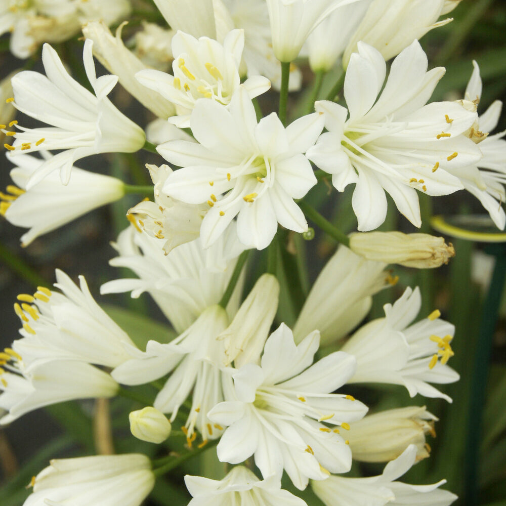Agapanthus - Schmucklilie ‘Double Diamond’ - Agapanthus rfdd double diamond