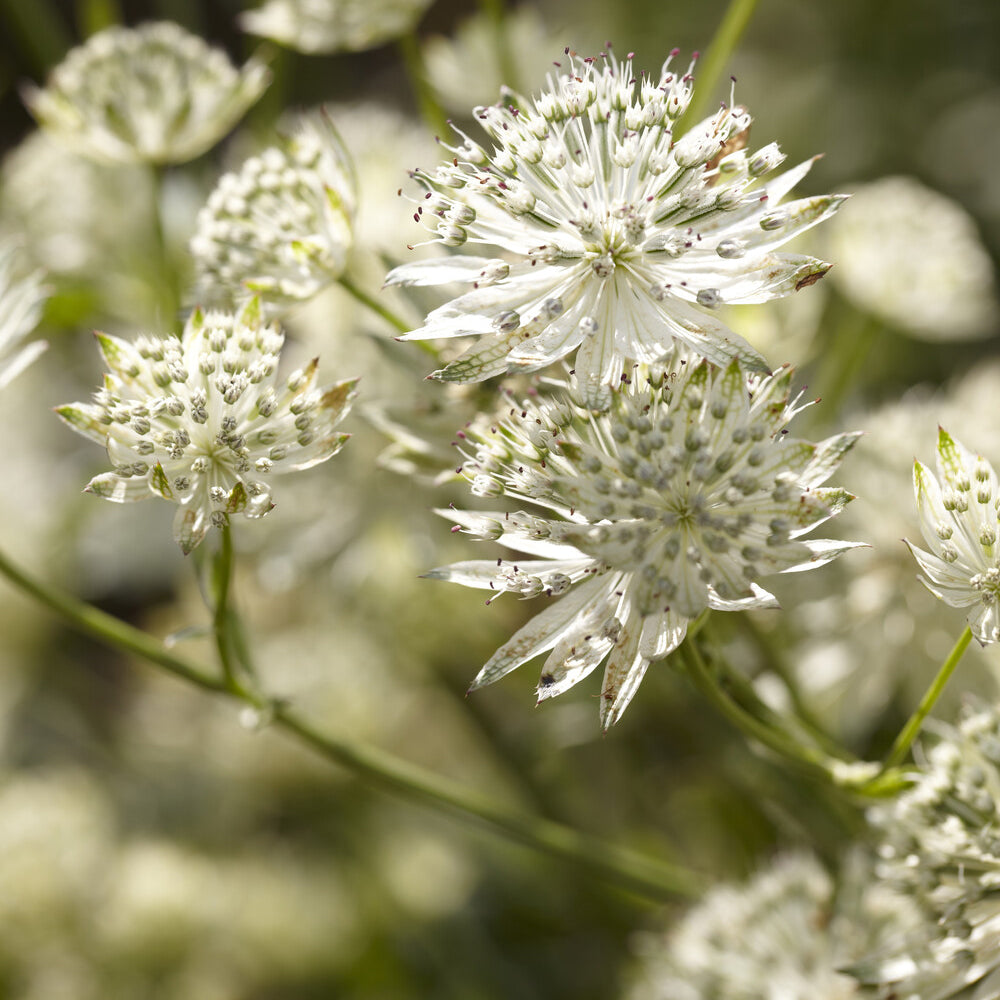 Sterndolde ‘Star of Billion’ - Astrantia major Star of Billion - Bakker