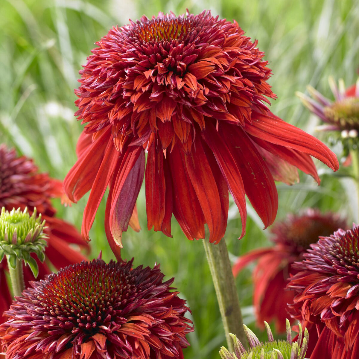 Stauden - Echinacea Eccentric - Echinacea purpurea Eccentric