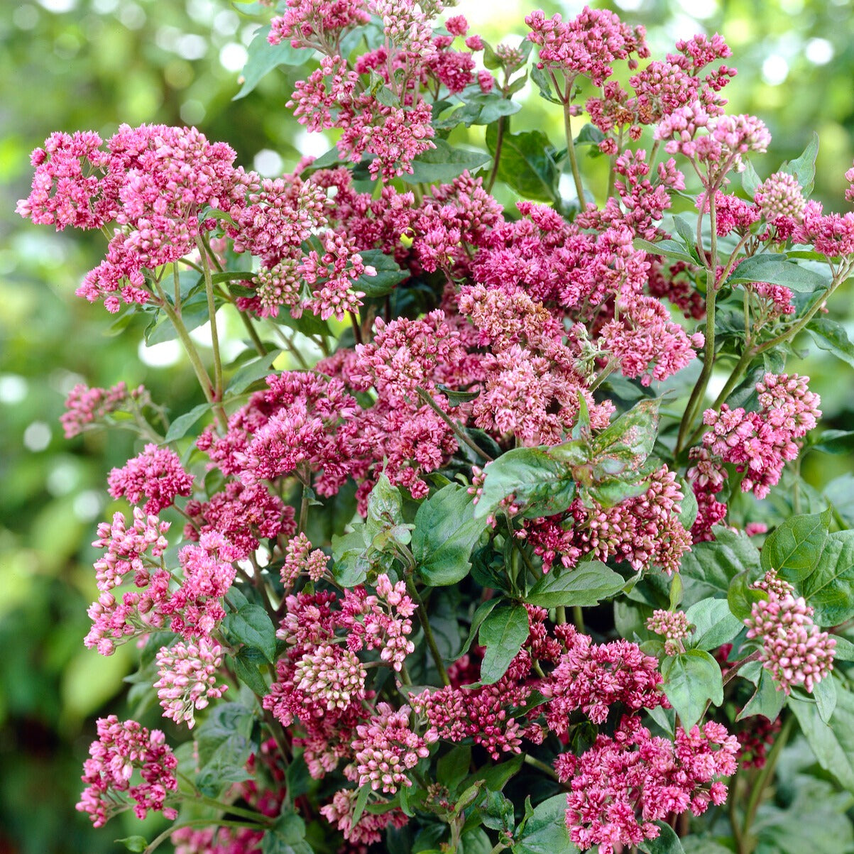 Stauden - Wasserdost ‘Plenum’ - Eupatorium cannabinum Plenum