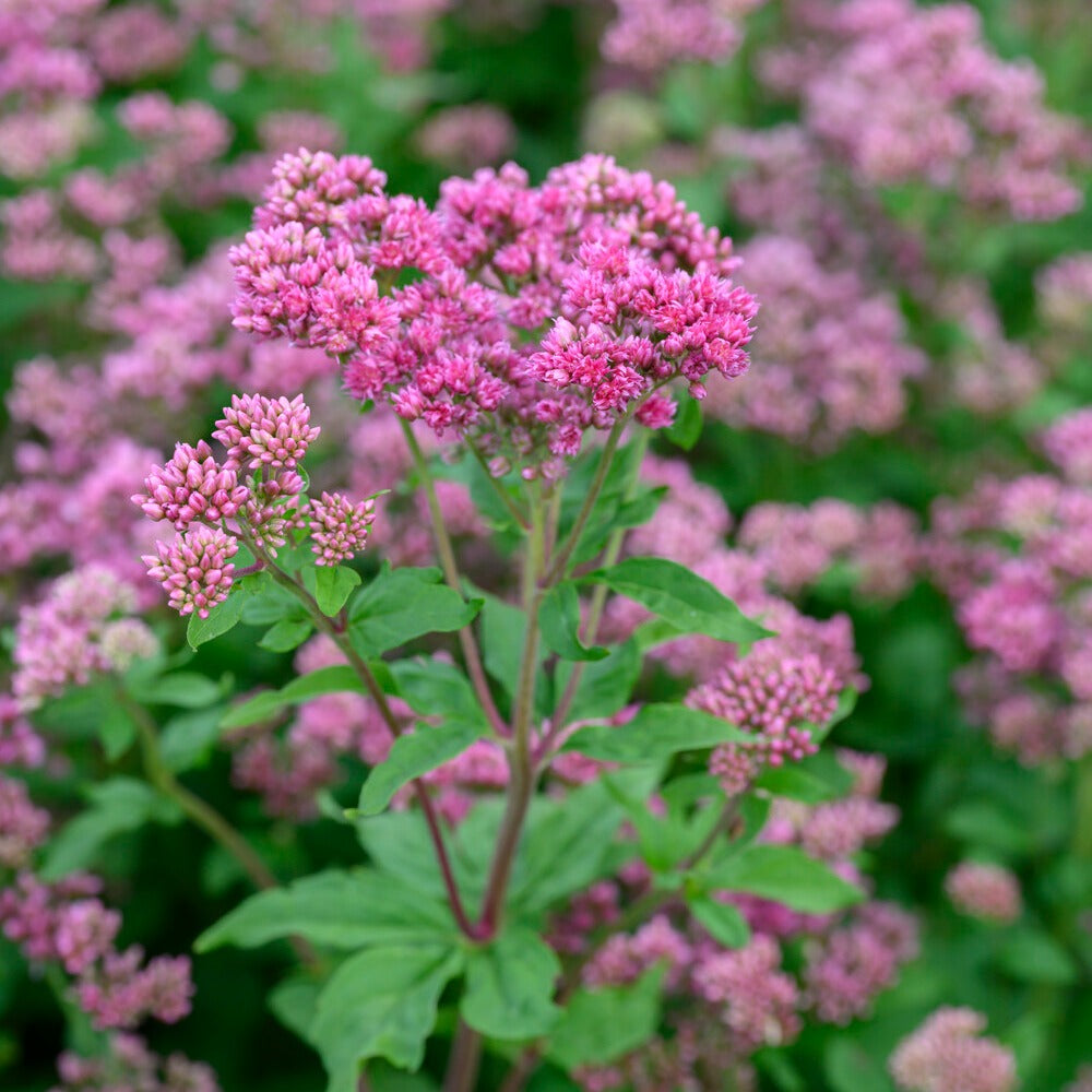 Eupatorium cannabinum Plenum - Wasserdost ‘Plenum’ - Stauden
