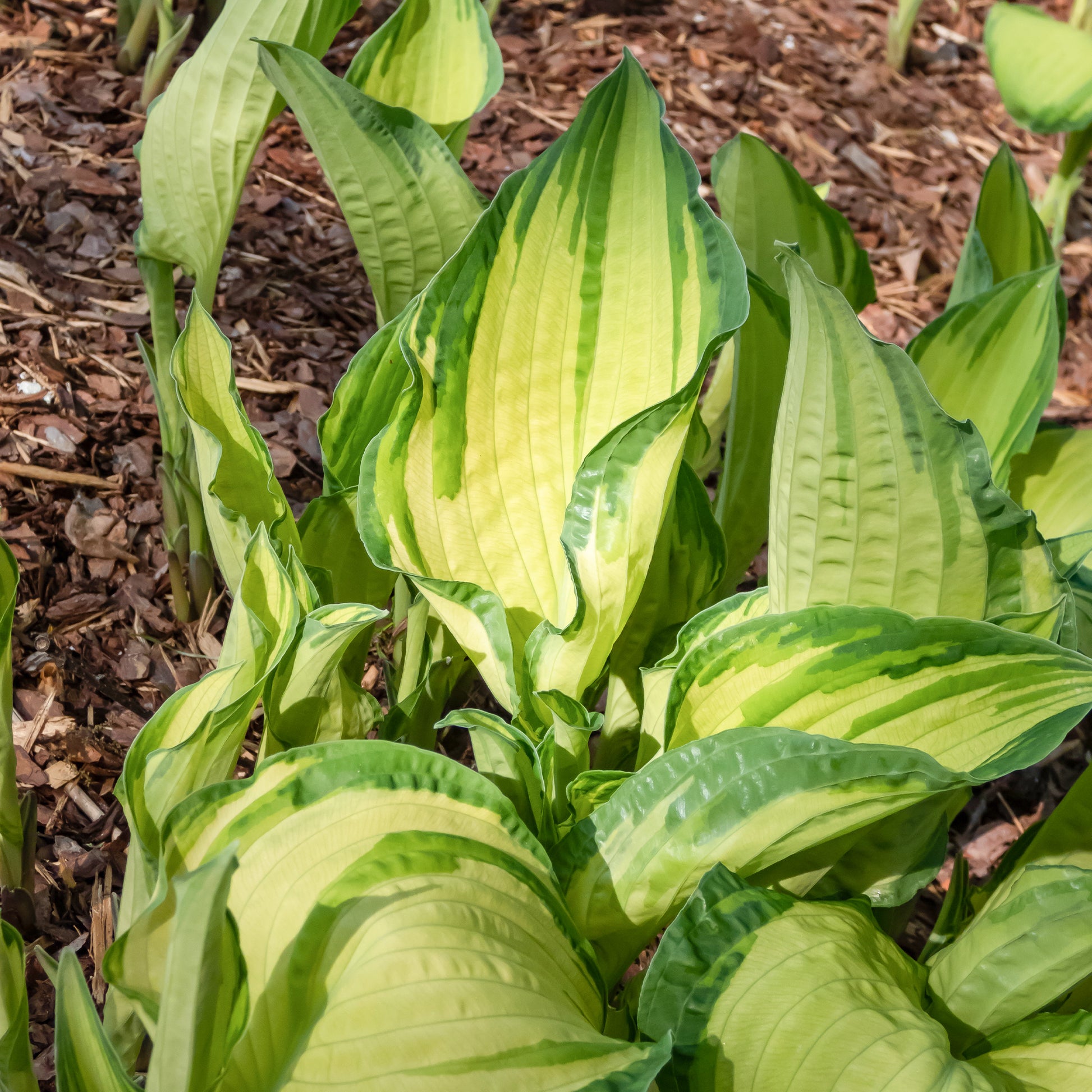 Grünrand-Funkie Albopicta - Hosta fortunei albopicta - Bakker