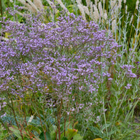 Strandflieder (Staude) - Limonium gerberi - Bakker