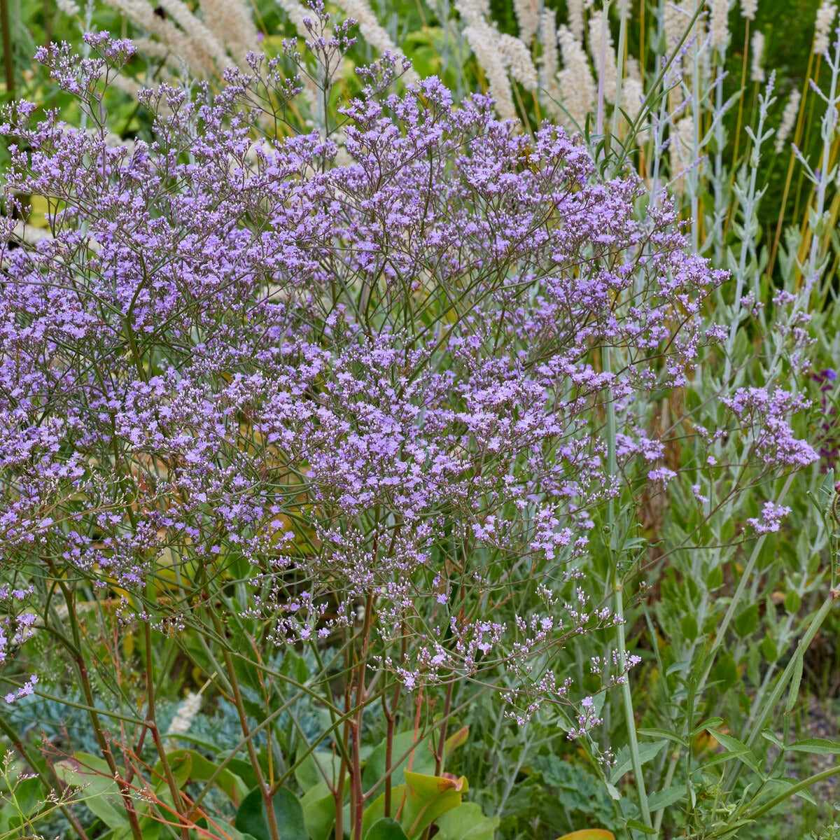 Strandflieder (Staude) - Limonium gerberi - Bakker