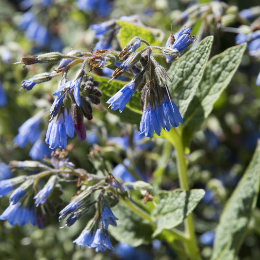 Blauer Beinwell - Bakker
