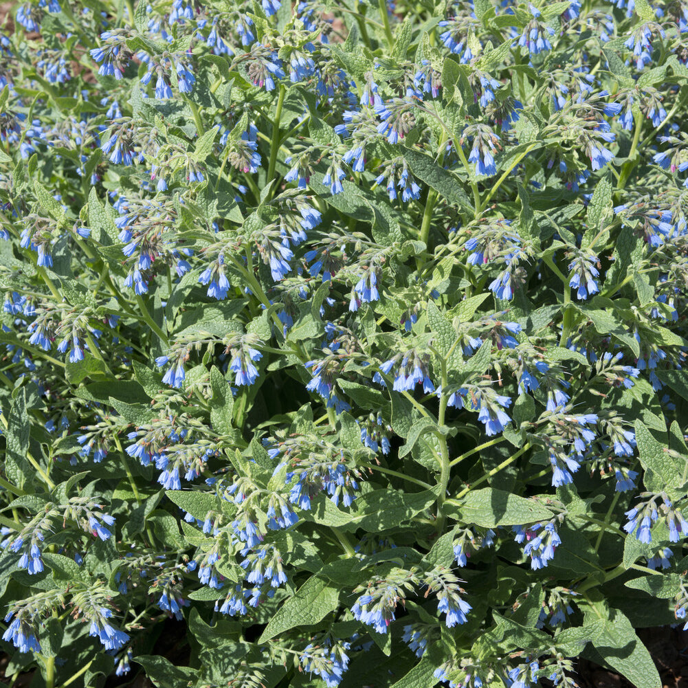 Blauer Beinwell - Symphytum azureum - Bakker