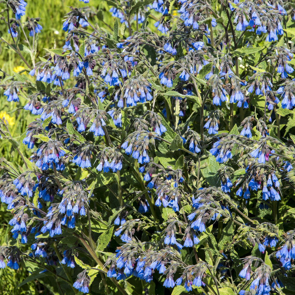 Symphytum azureum - Blauer Beinwell - Stauden