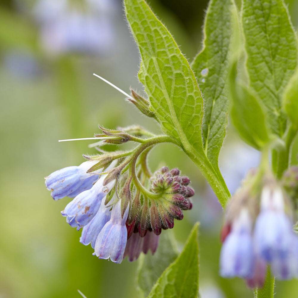 Stauden - Blauer Beinwell - Symphytum azureum