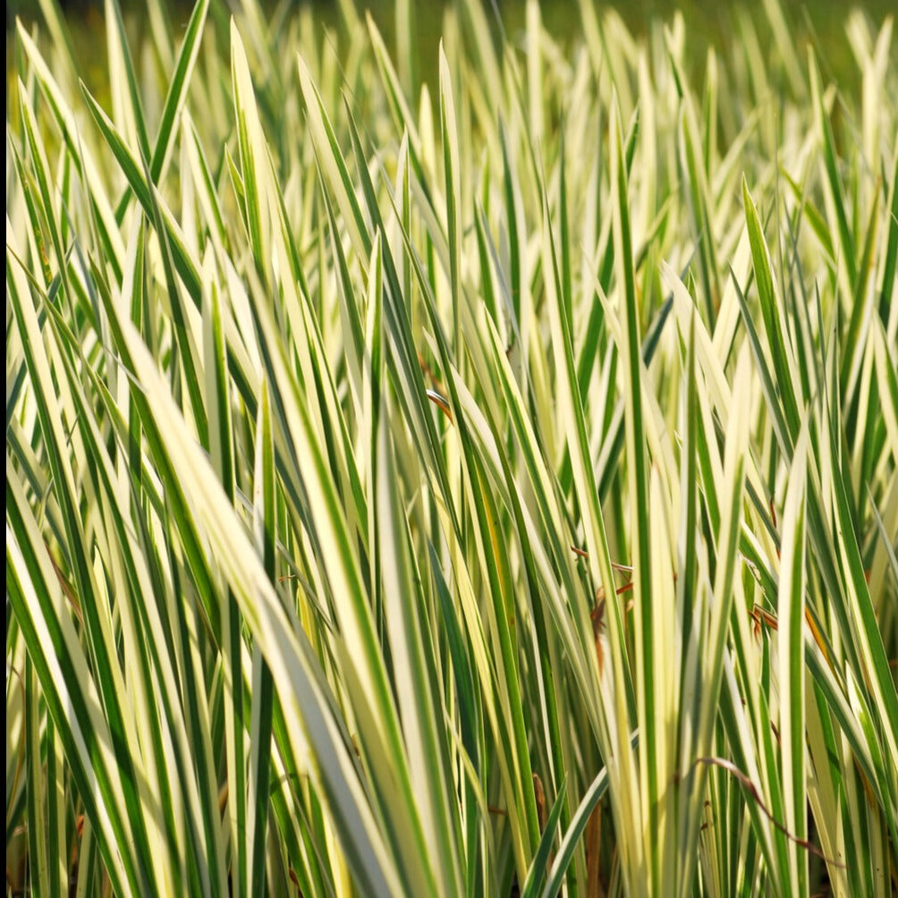Weißgestreifter Kalmus - Acorus calamus variegatus - Bakker
