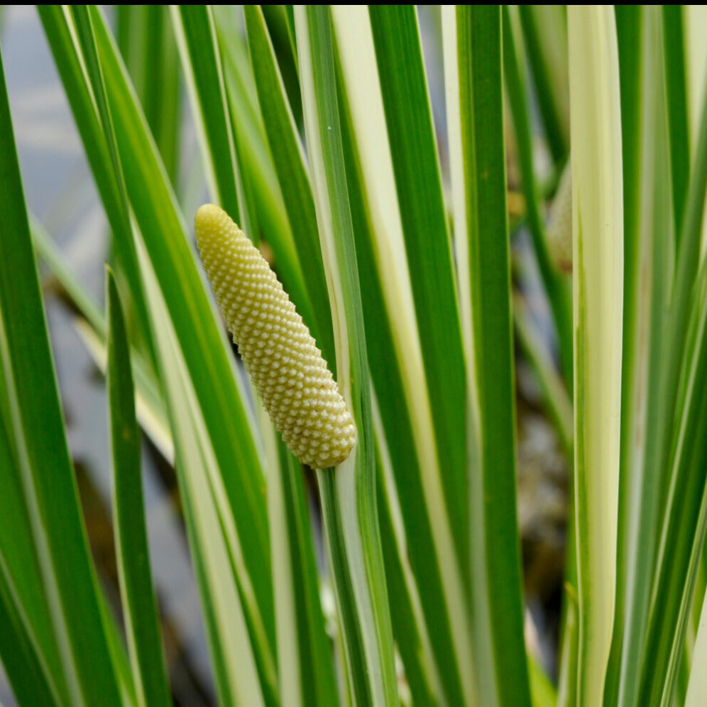 Acorus calamus variegatus - Weißgestreifter Kalmus - Uferpflanzen