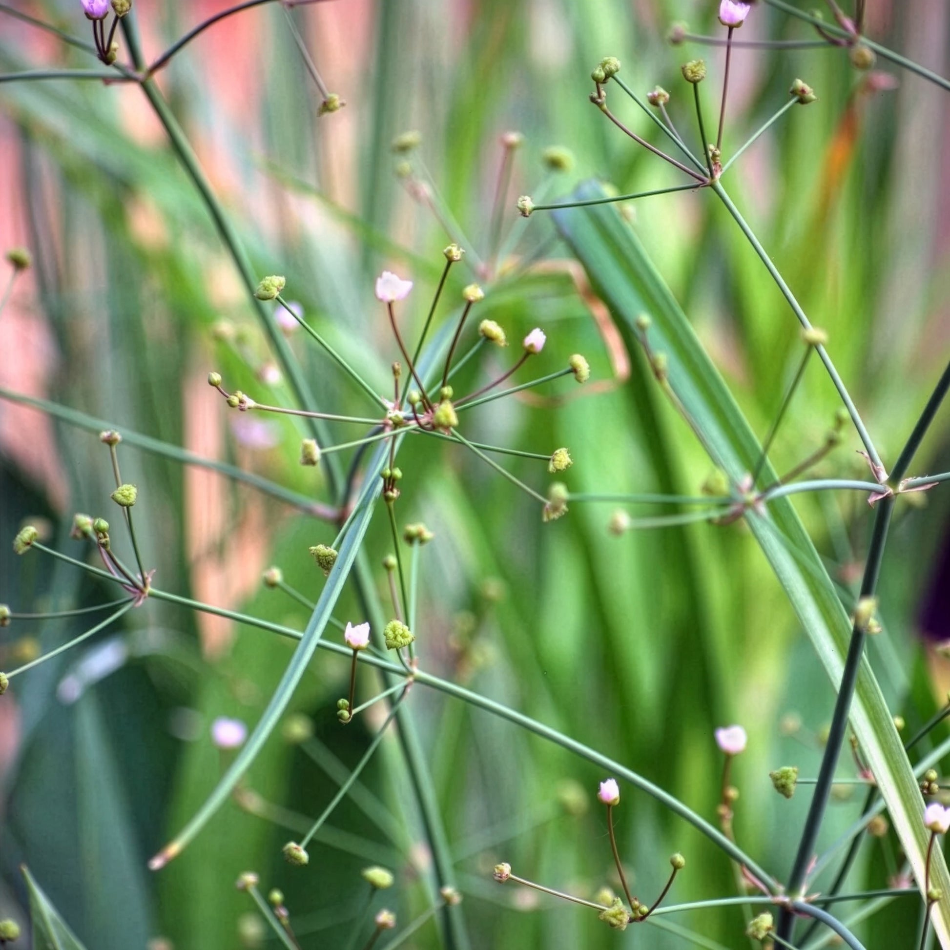 Alisma lanceolatum - Lanzettblättriger Froschlöffel - Alle Teichpflanzen