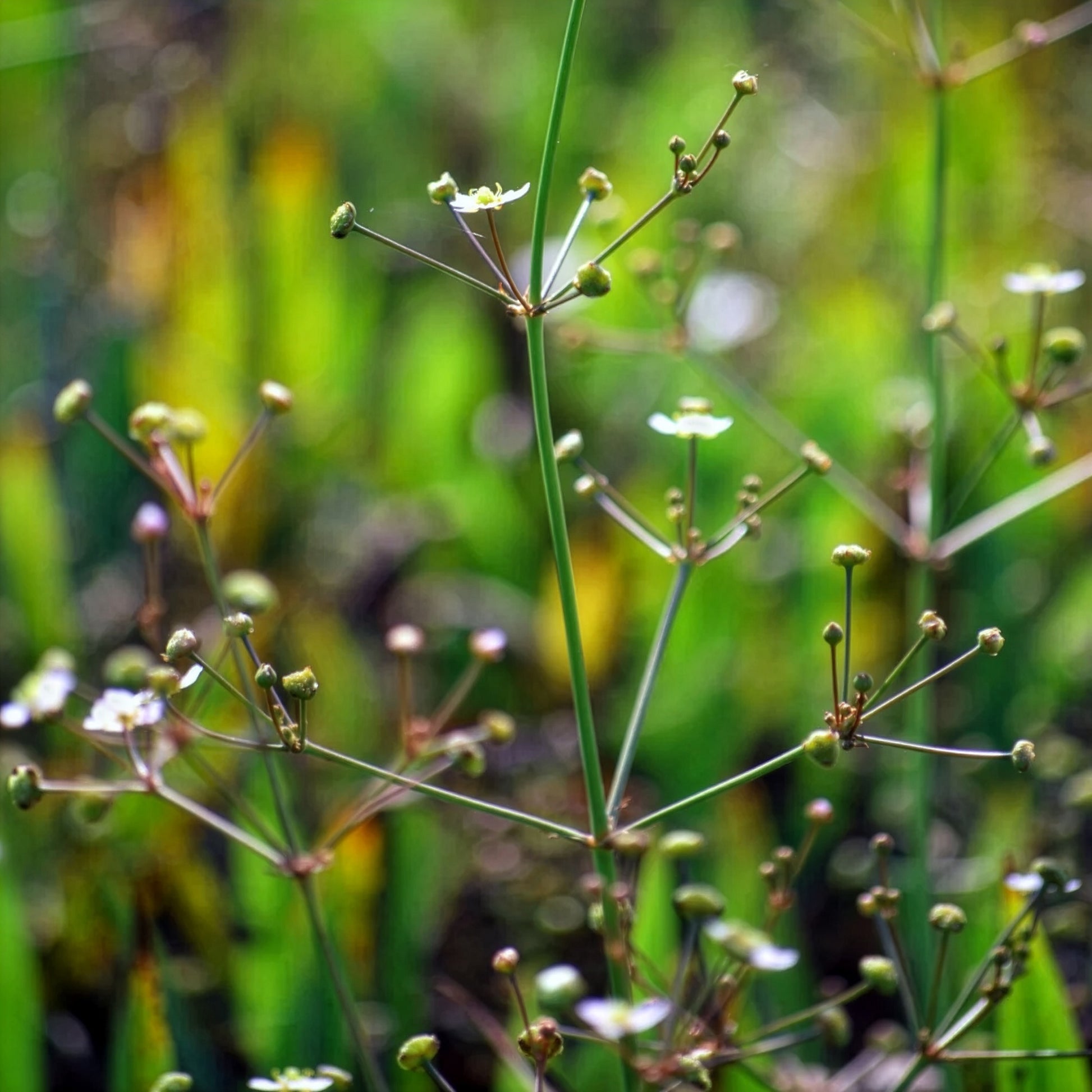 Verkauf Lanzettblättriger Froschlöffel - Alisma lanceolatum