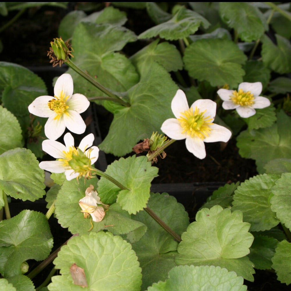 Sumpfdotterblume ‘Alba’ - Bakker