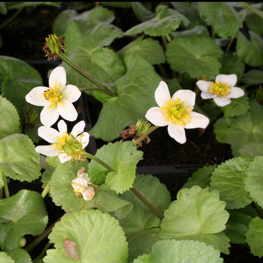 Sumpfdotterblume ‘Alba’ - Bakker