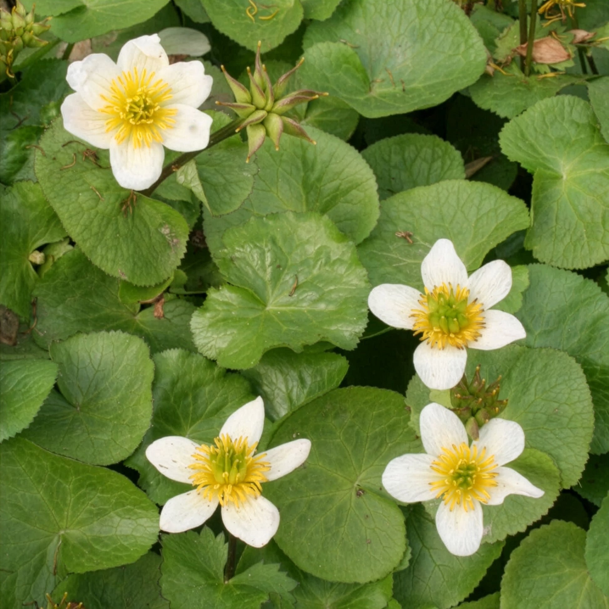 Caltha alba - Sumpfdotterblume ‘Alba’ - Alle Teichpflanzen