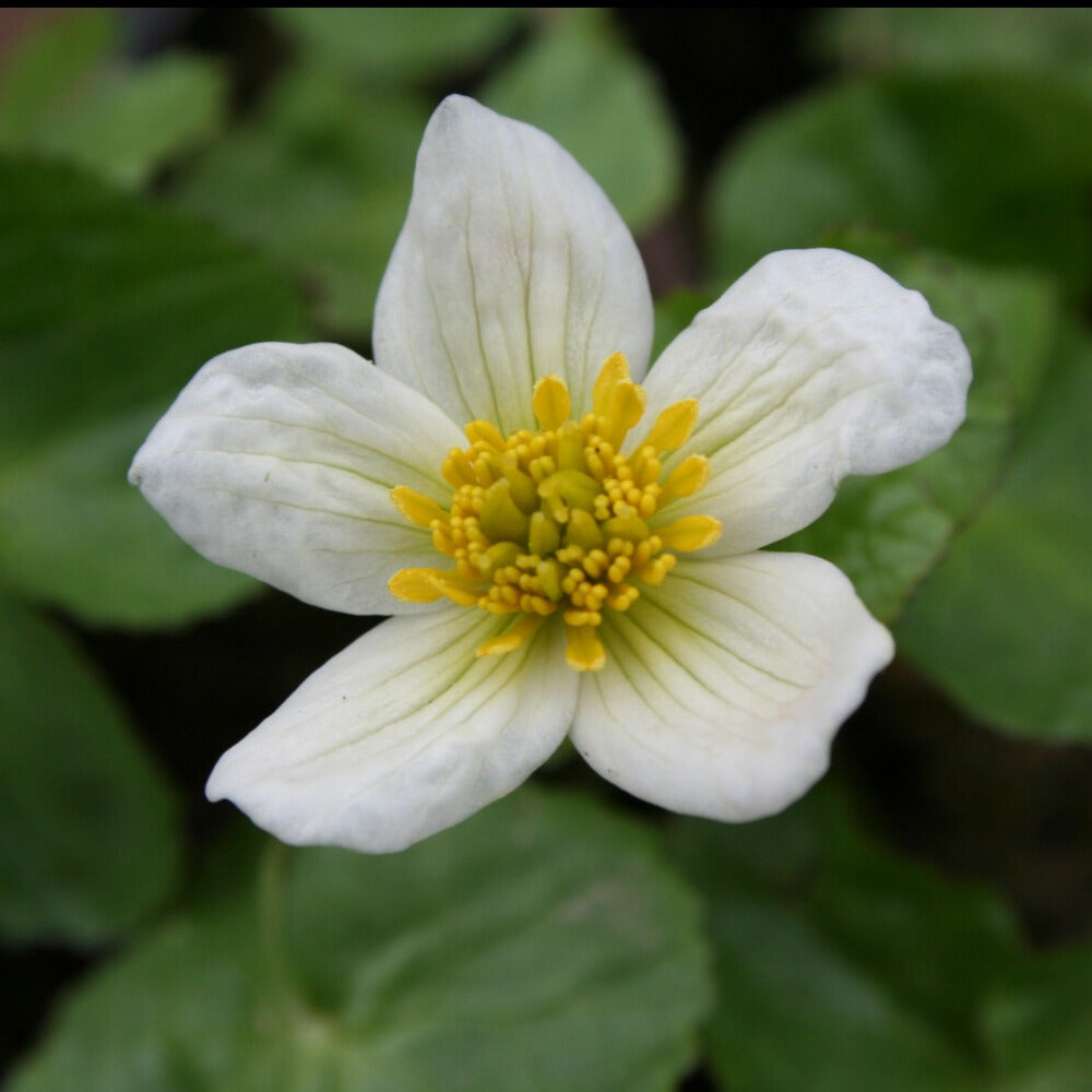 Sumpfdotterblume ‘Alba’ - Caltha alba - Bakker