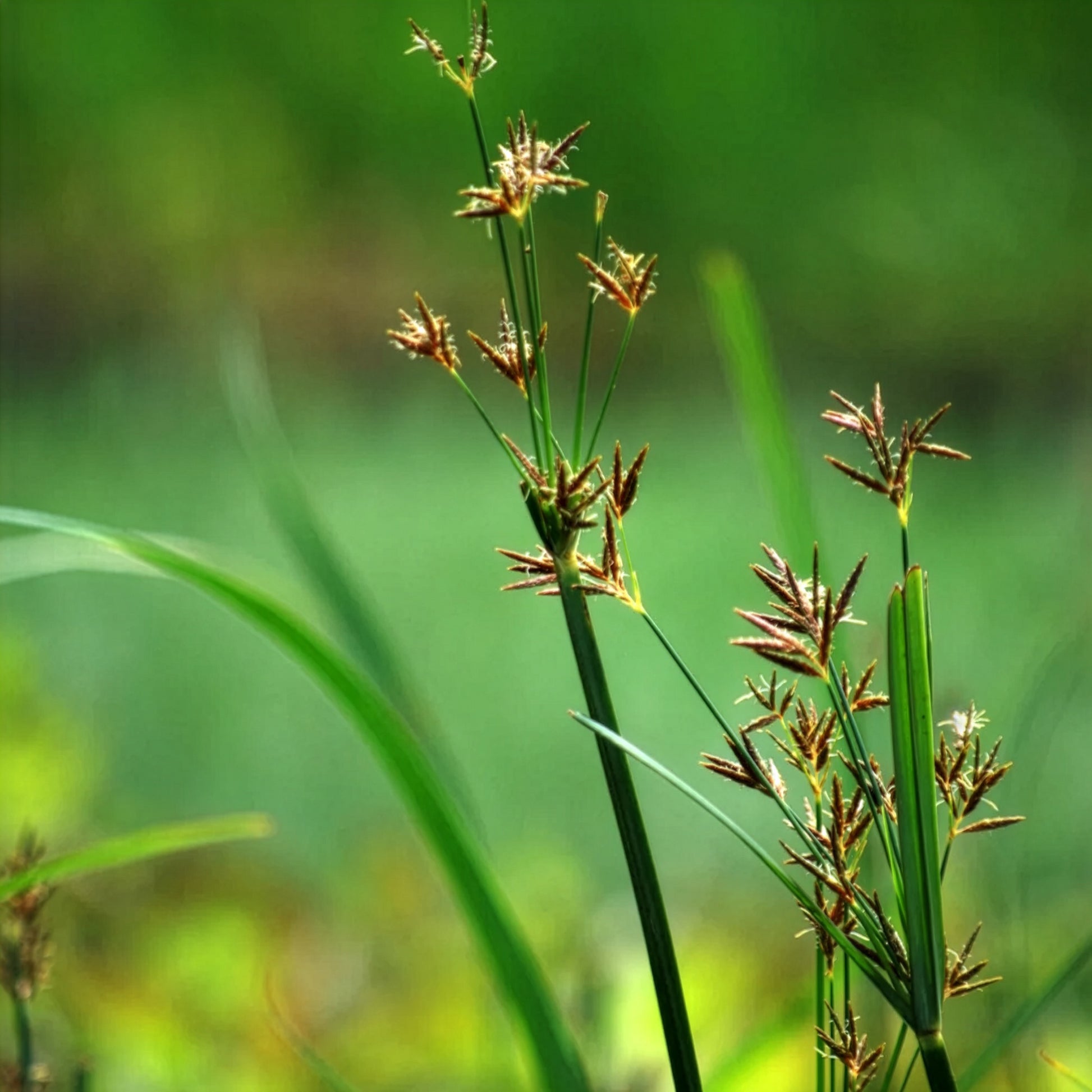 Verkauf Wohlriechende Erdmandel - Cyperus longus