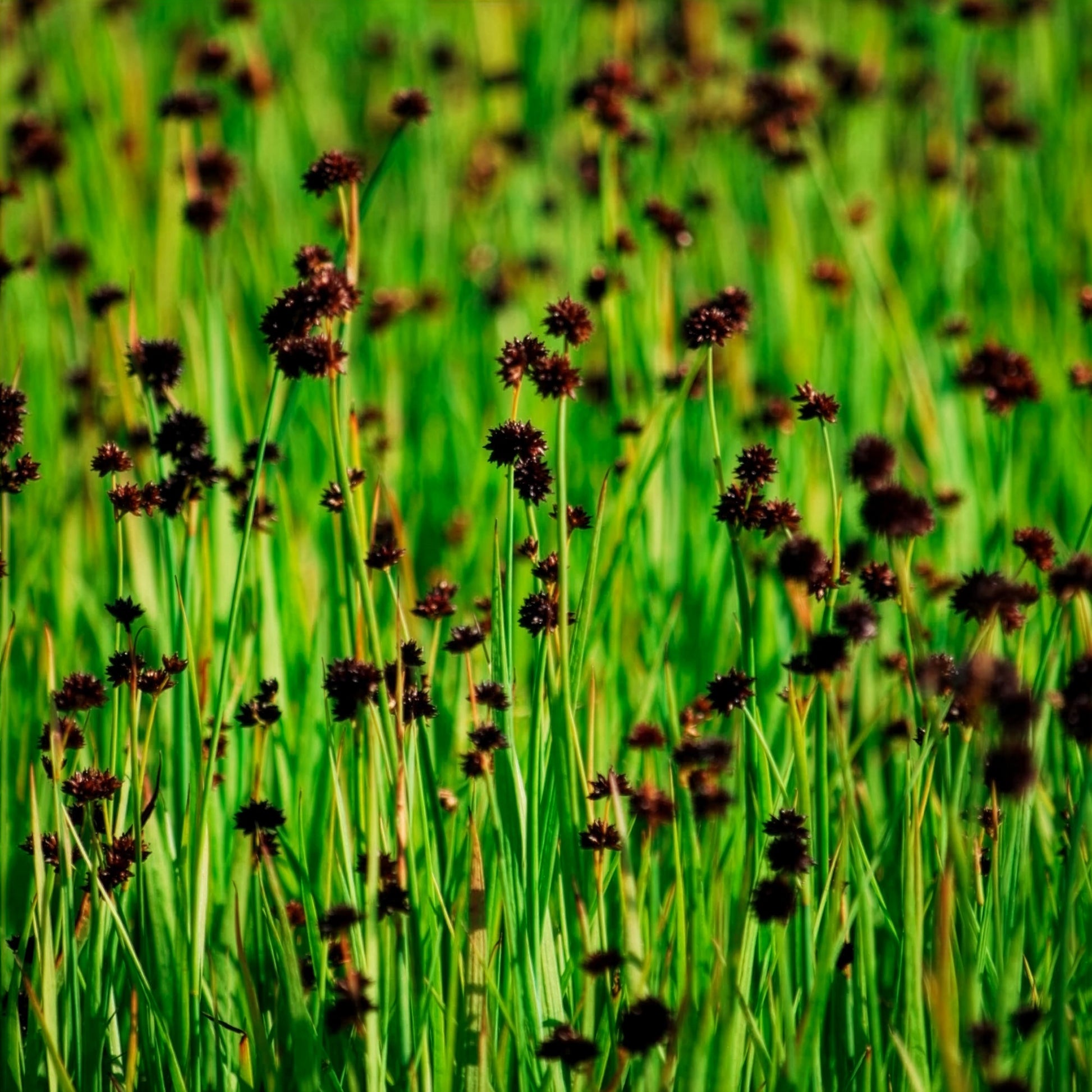 Zwerg-Binse - Juncus ensifolius - Bakker