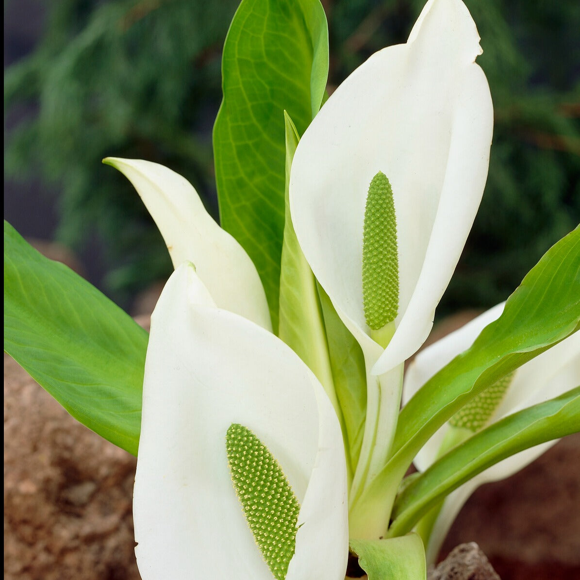 Scheinkalla - Lysichiton camtschatcensis - Bakker