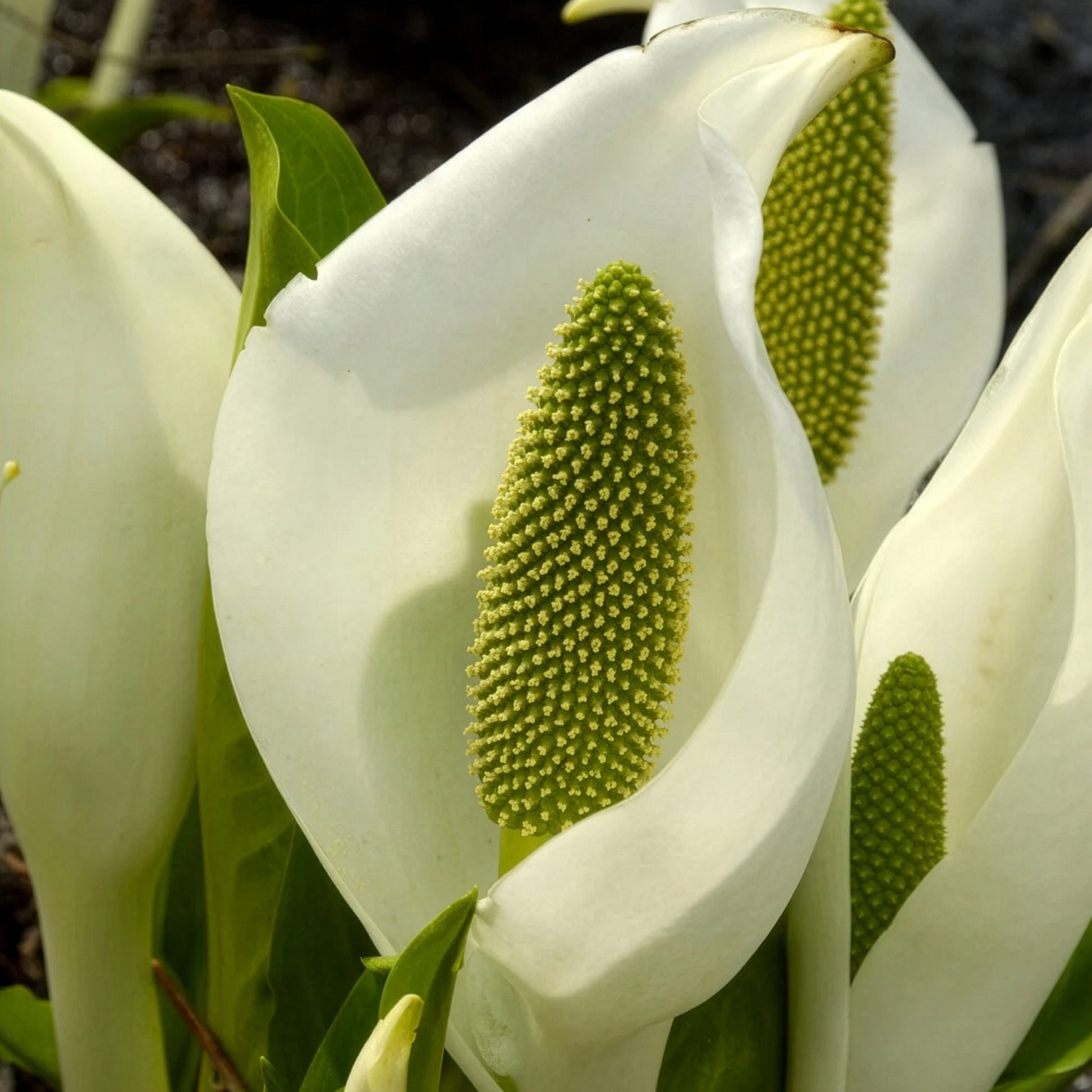 Lysichiton camtschatcensis - Scheinkalla - Uferpflanzen