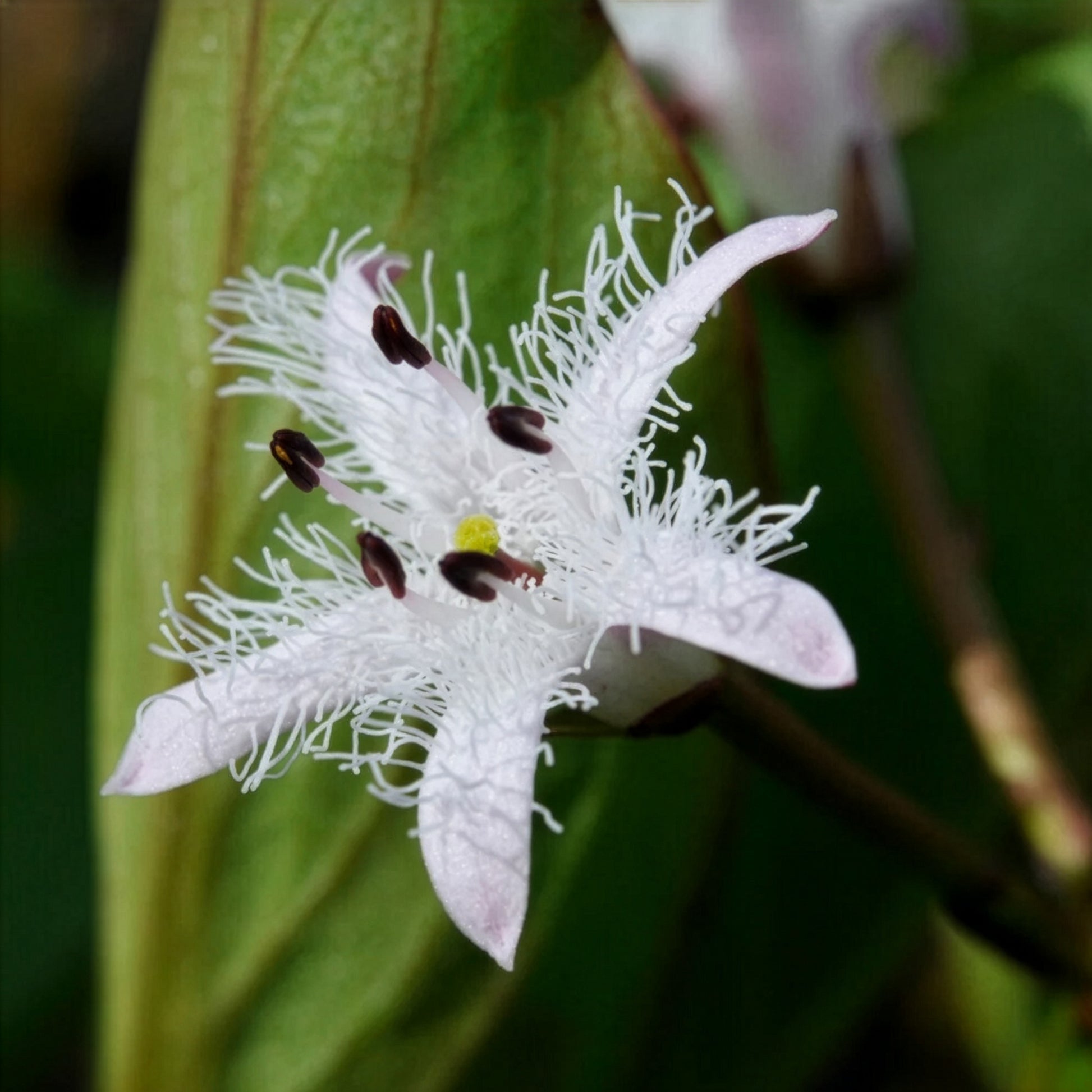 Menyanthes trifoliata - Fieberklee - Wasserpflanzen