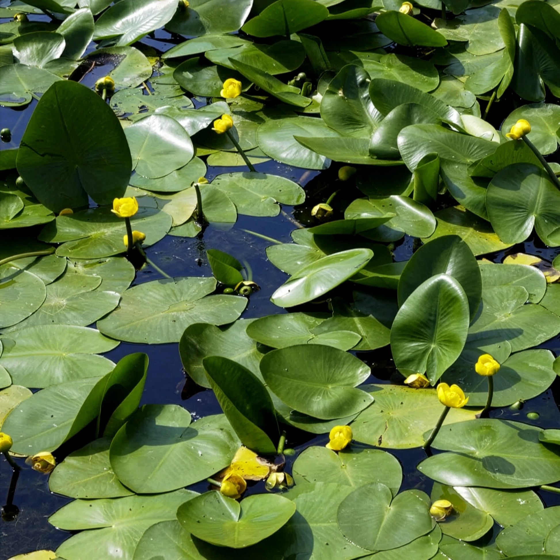 Seerosen - Gelbe Teichrose - Nuphar lutea