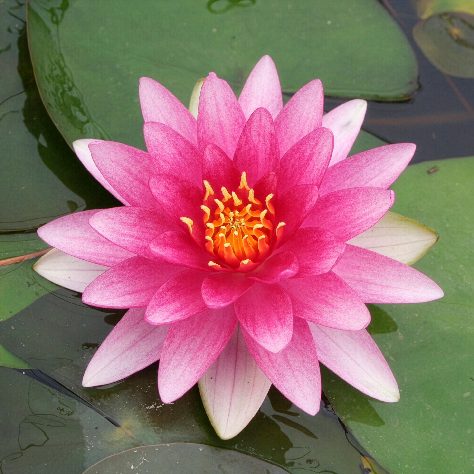 Seerose ‘Charles de Meurville’ - Bakker