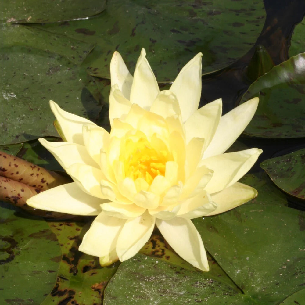 Seerose ‘Joey Tomocik’ - Bakker