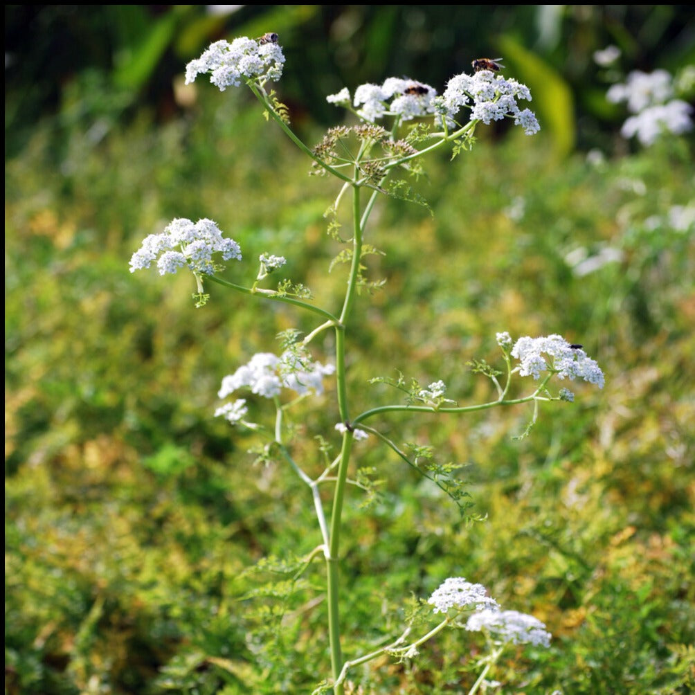Wasser-Oenanthe - Bakker