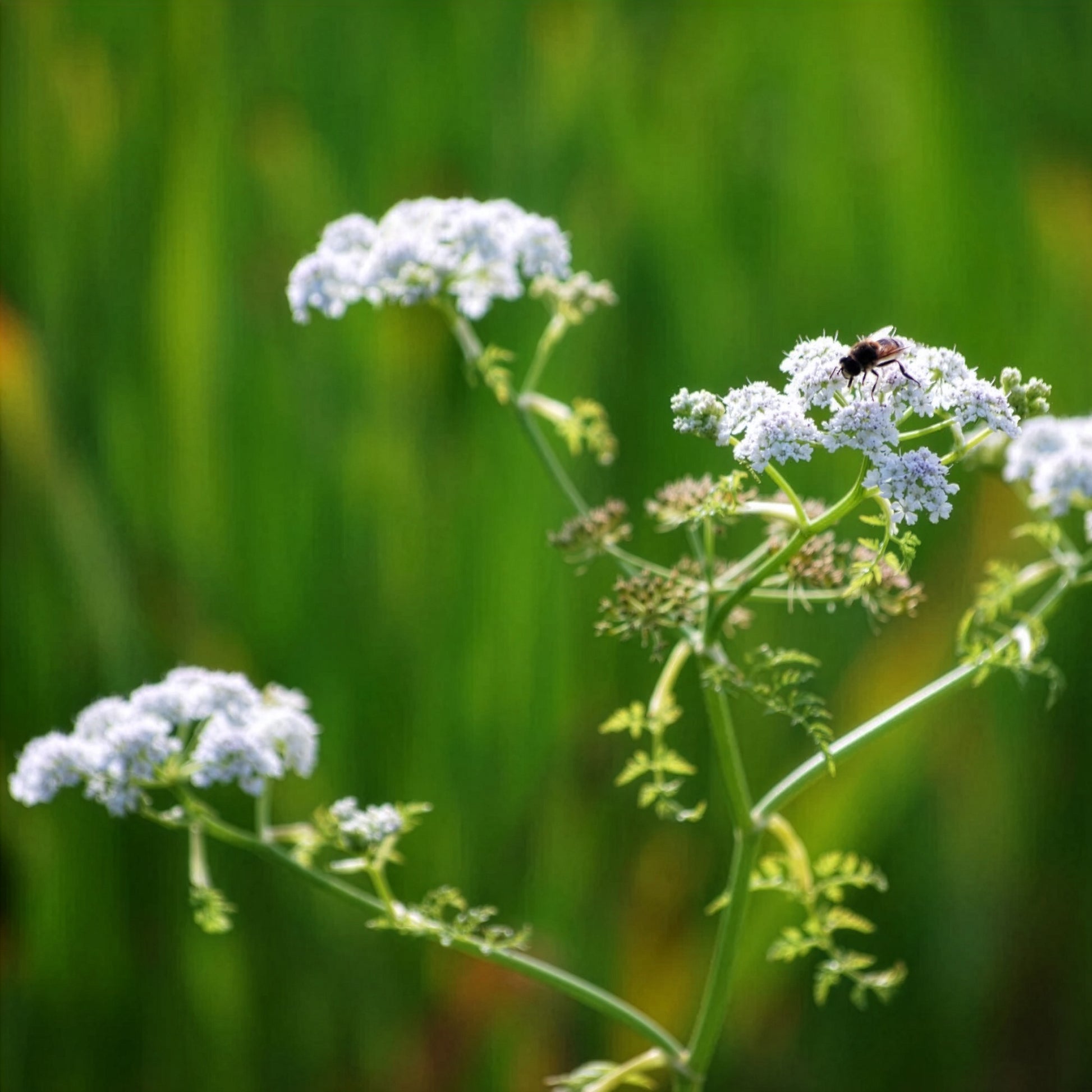 Oenanthe aquatica - Wasser-Oenanthe - Wassernabel