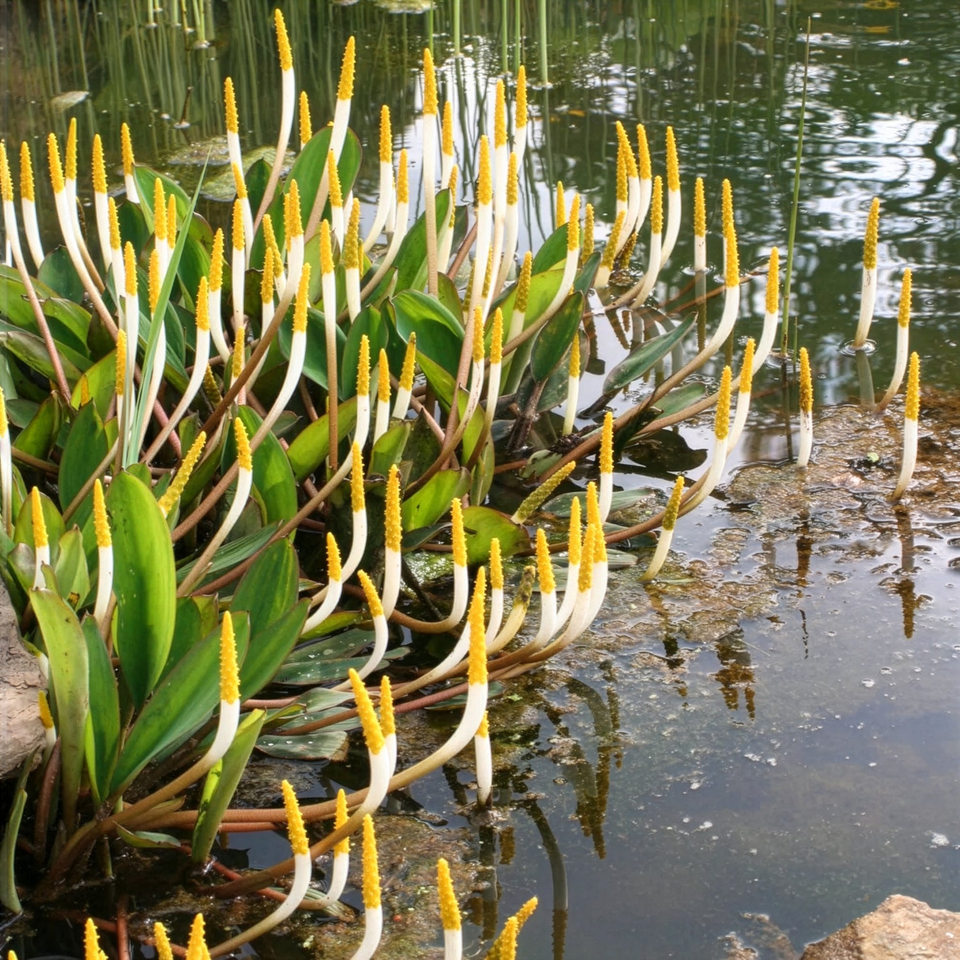 Orontium aquaticum - Goldkolben (Orontium aquaticum) - Alle Teichpflanzen