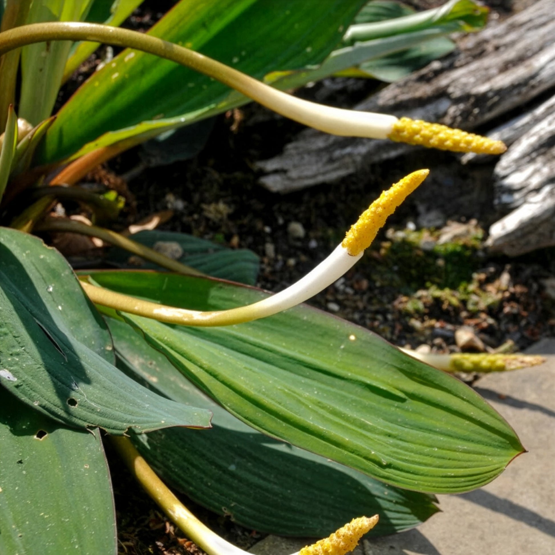 Goldkolben (Orontium aquaticum) - Orontium aquaticum - Bakker