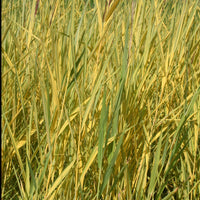 Phragmites australis variegatus - Gelbbuntes Schilf - Schilfe