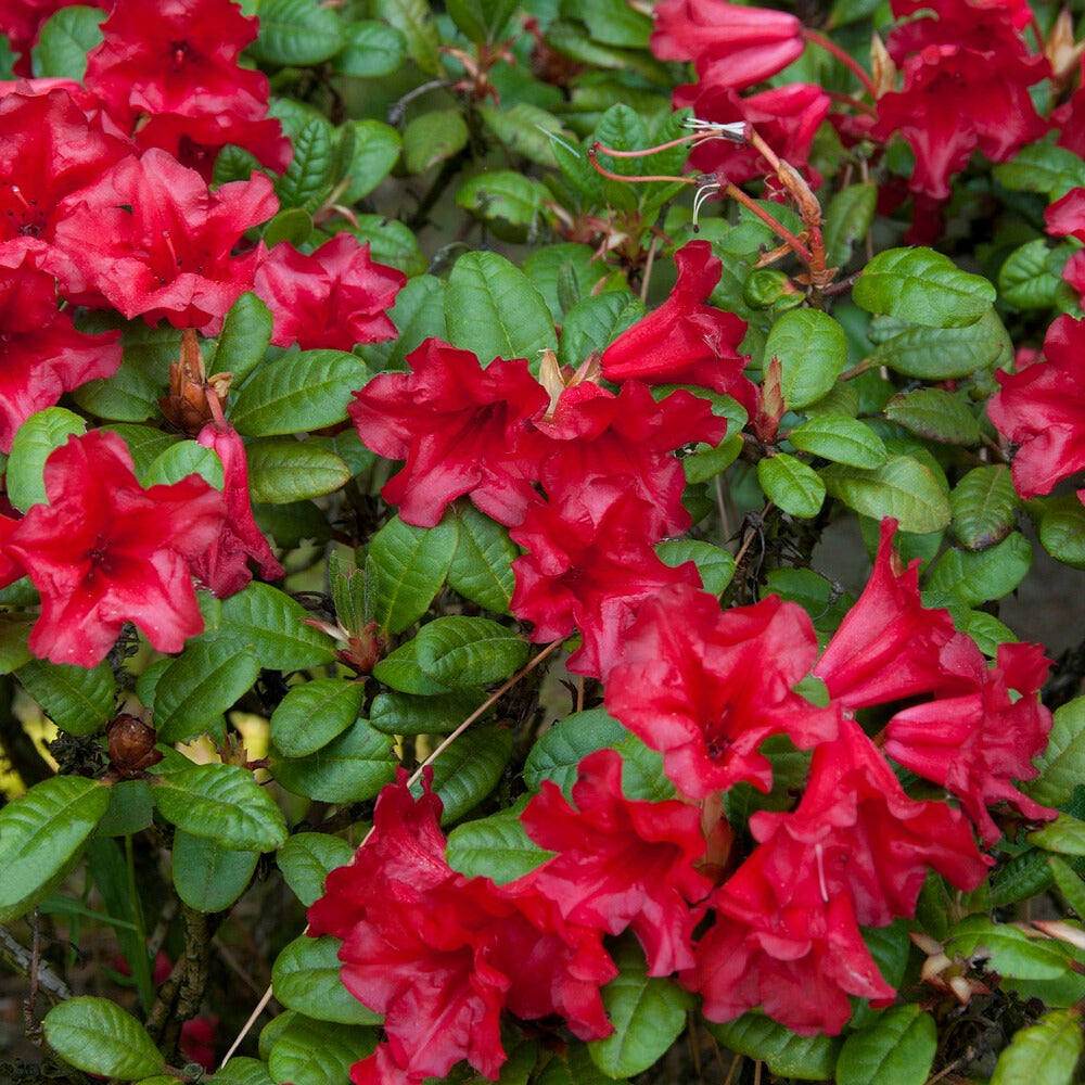 Zwerg Alpenrose Scarlet Wonder - Bakker