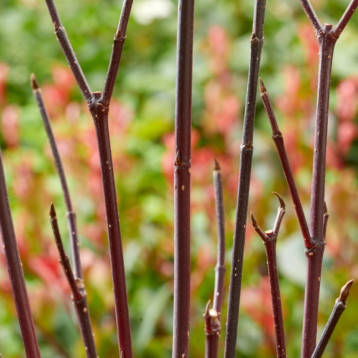 Schwarzholzhartriegel Kesselringii - Cornus alba kesselringii - Bakker