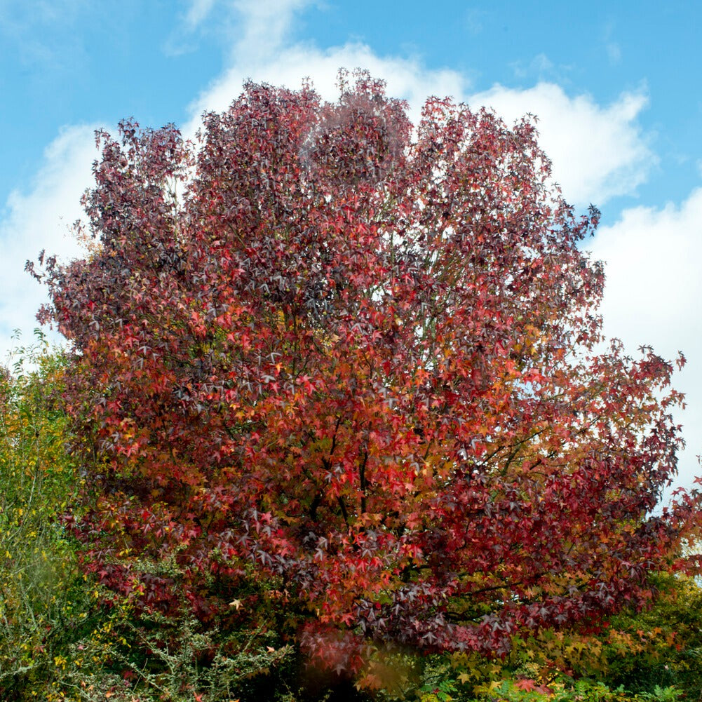 Liquidambar styraciflua - Amberbaum - Liquidambar - Amberbaum