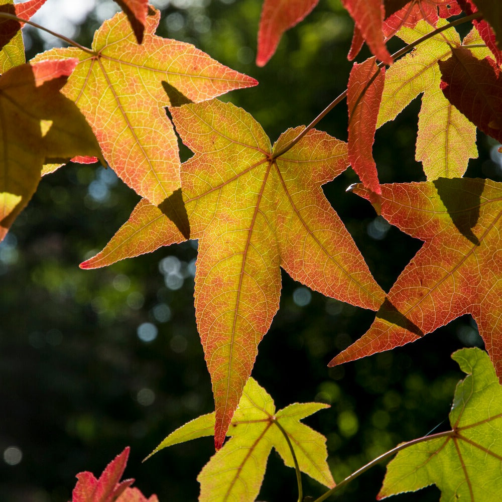 Amberbaum - Liquidambar styraciflua - Bakker