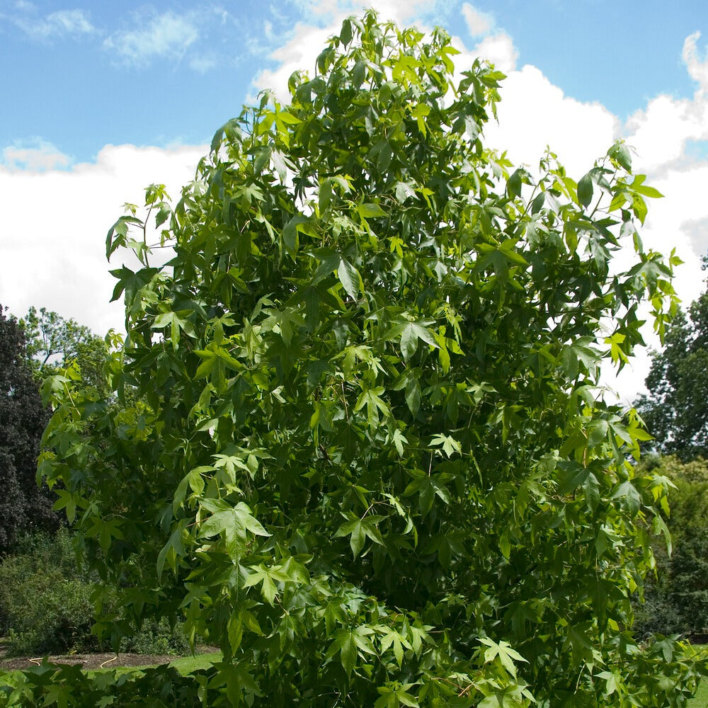 Verkauf Amberbaum