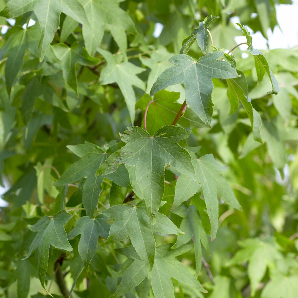 Amberbaum - Liquidambar - Amberbaum - Bakker