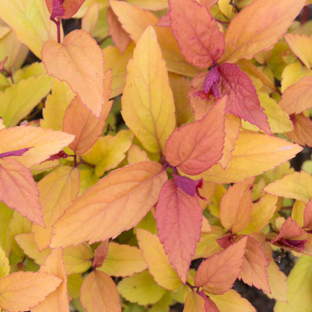 Japanischer Spierstrauch Firelight - Spiraea japonica Firelight - Bakker