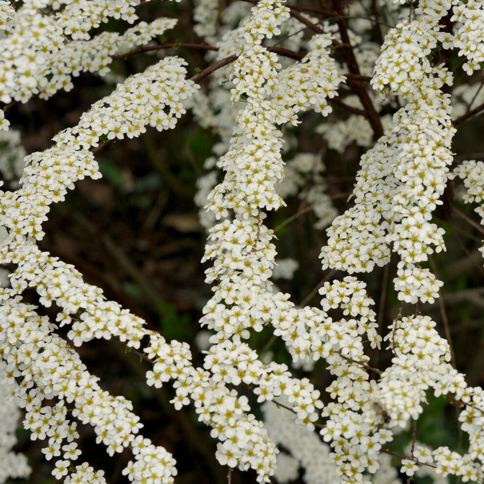 Spierstrauch arguta - Spiraea arguta - Bakker