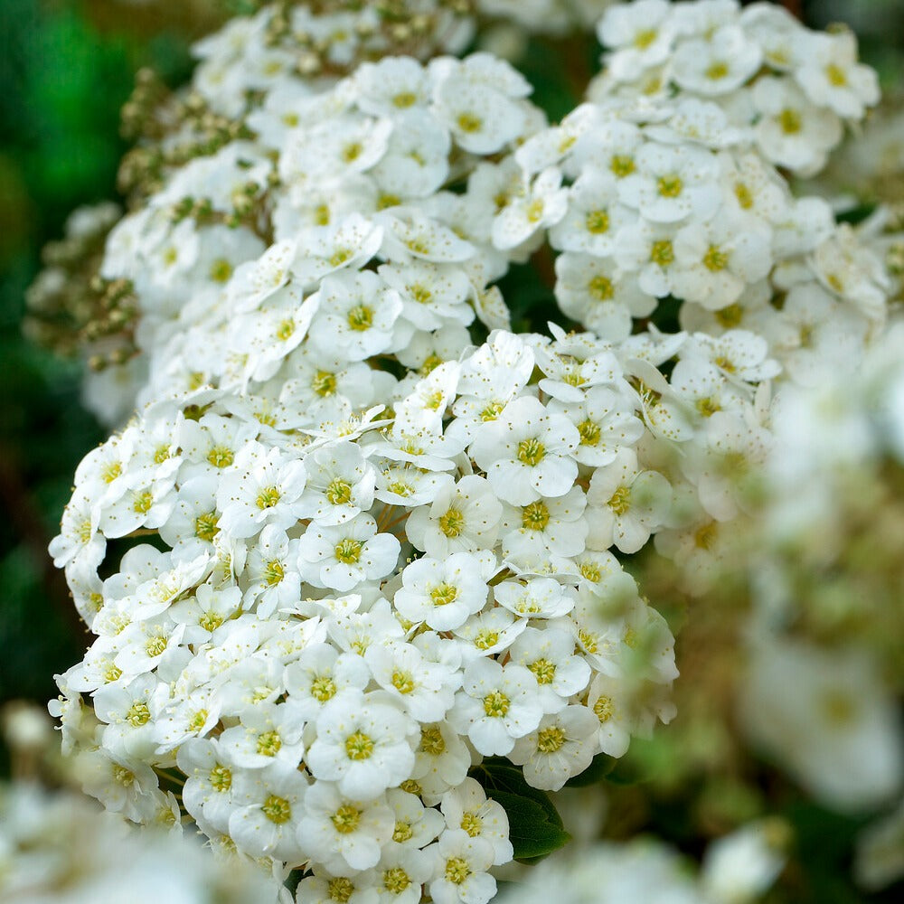 Vanhouttes Spiere - Spiraea vanhouttei - Bakker