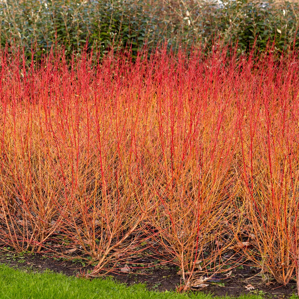 Blutroter Hartriegel Midwinter Fire - Bakker